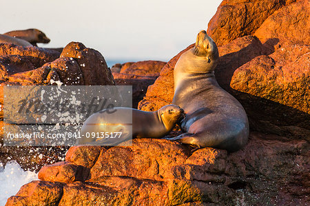 Mother and pup California sea lion (Zalophus californianus), Los Islotes, Baja California Sur, Mexico, North America