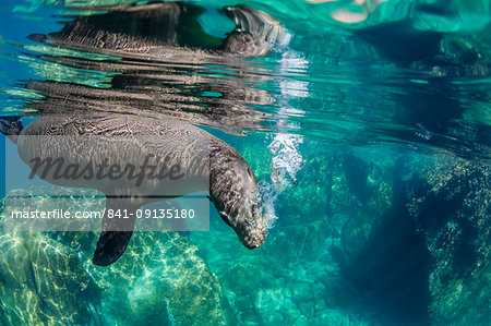 California sea lion (Zalophus californianus) underwater at Los Islotes, Baja California Sur, Mexico, North America California sea lion (Zalophus californianus) underwater at Los Islotes, Baja California Sur, Mexico, North America