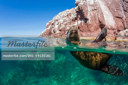 California sea lion (Zalophus californianus), half above and half under at Los Islotes, Baja California Sur, Mexico, North America California sea lion (Zalophus californianus), half above and half under at Los Islotes, Baja California Sur, Mexico, North America