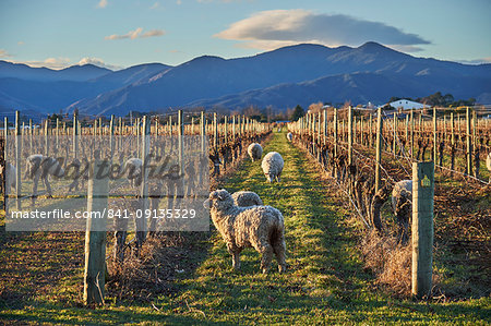 Sheep graze amongst vines at a winery near Blenheim, Marlborough, South Island, New Zealand, Pacific