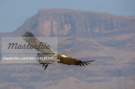 Cape vulture (Gyps coprotheres), Giant's Castle Game Reserve, KwaZulu-Natal, South Africa, Africa