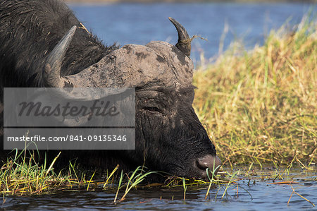 Cape buffalo (Syncerus caffer), Chobe River, Botswana, Africa