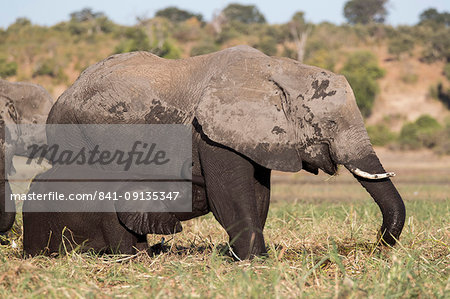 Elephant (Loxodonta africana) suckling, Chobe National Park, Botswana, Africa