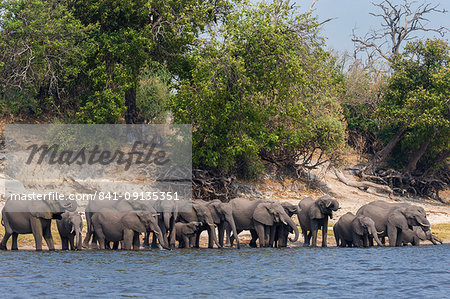 African elephants (Loxodonta africana) drinking at river, Chobe River, Botswana, Africa