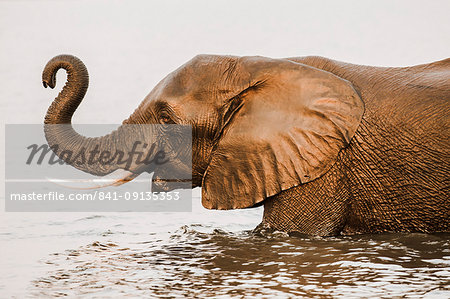 African elephant (Loxodonta africana) in river, Chobe River, Botswana, Africa