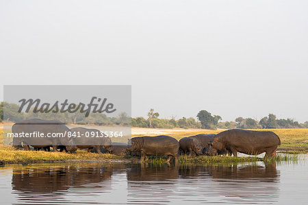 Hippos (Hippopotamus amphibius), Chobe River, Botswana, Africa