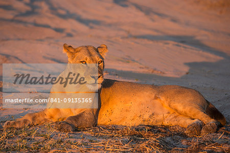 Lioness (Panthera leo), Chobe National Park, Botswana, Africa