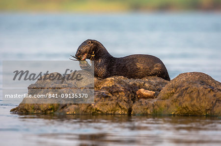 Spotted necked otter (Hydrictis maculicollis) eating leopard squeaker fish, Chobe River, Botswana, Africa