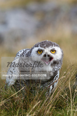 Snowy owl (Bubo scandiacus) juvenile, captive, Cumbria, England, United Kingdom, Europe