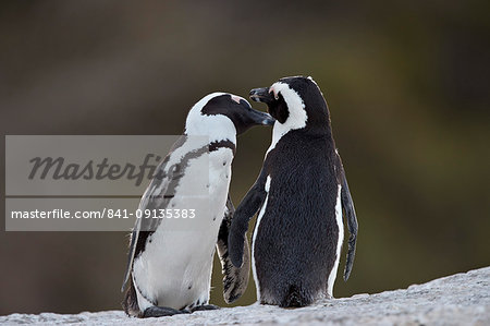 African Penguin (Spheniscus demersus) pair, Simon's Town, South Africa, Africa