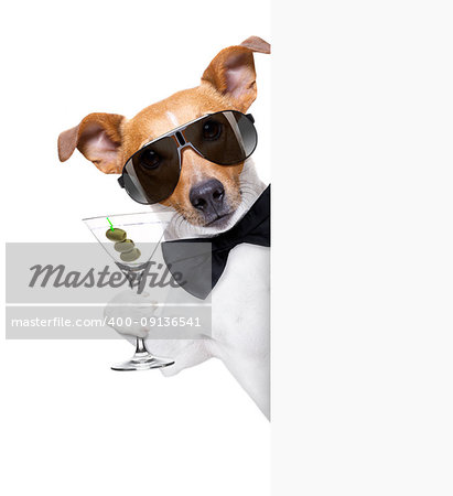 drunk jack russell dog toasting  and drinking a cocktail  martini drink with olives, isolated on white background , behind white blank banner or placard