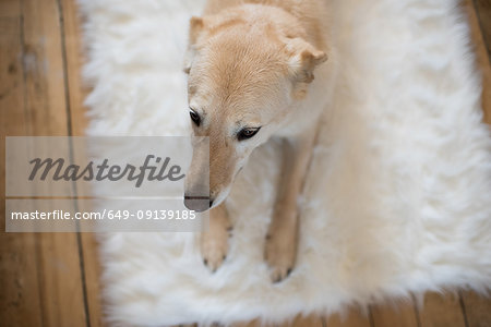 Dog lying on fluffy rug, elevated view