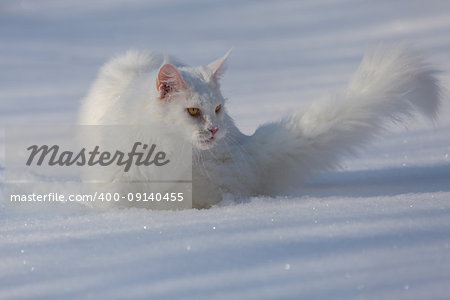 maine coone white cat in the wild winter and snow