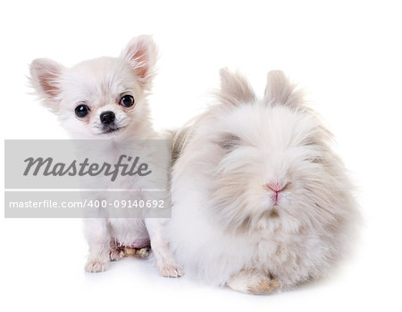 dwarf rabbit and puppy chihuahua in studio