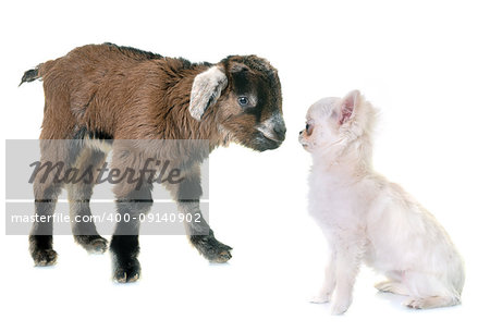 brown kid and puppy in front of white background