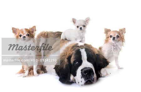 young saint bernard and chihuahua in front of white background