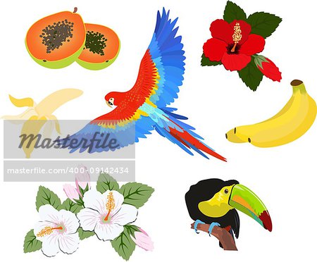 Summer set - flowers, tropical birds, fruits. Perfect for web, card, poster, cover, tag, invitation, sticker kit. Vector illustration