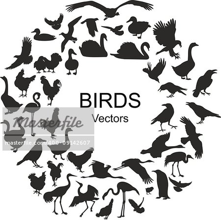 Collection of silhouettes of different species of birds. Vectors on white background
