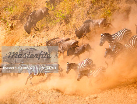 High angle view of herd of  wildebeest and zebras running down a dusty slope.