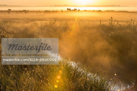 View of coastal grazing marsh habitat at sunrise, Elmley Marshes National Nature Reserve, Isle of Sheppey, Kent, England, United Kingdom, Europe