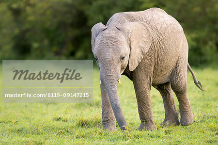 Elephant calf (Loxodonta africana), Masai Mara, Kenya, East Africa, Africa