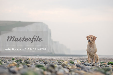 Golden labrador on the pebble beach at Cuckmere Haven with the Seven Sisters chalk cliffs behind, South Downs National Park, East Sussex, England, United Kingdom, Europe