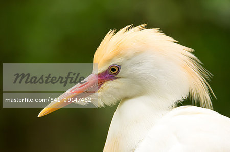 Portrait of Cattle Egret (Bubulcus ibis), United States of America, North America Portrait of Cattle Egret (Bubulcus ibis), United States of America, North America