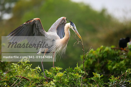 Great Blue Heron (Ardea herodias), the largest North American heron, with nesting material in its beak, United States of America, North America