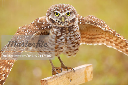 Burrowing Owl (Athene cunicularia) spreading wings in the rain, United States of America, North America