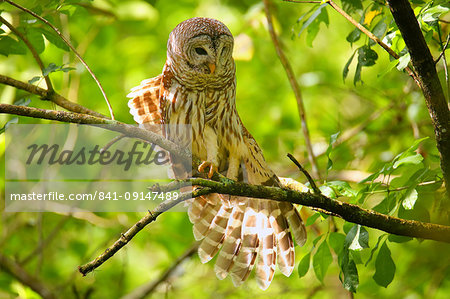 Barred Owl (Strix varia) stretching its wing, United States of America, North America