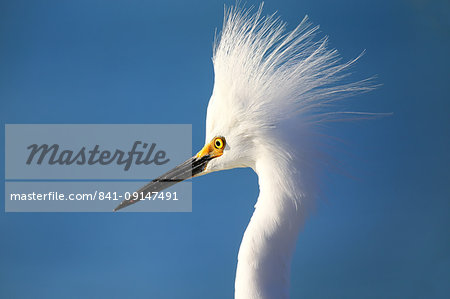 Portrait of a Snowy Egret (Egretta thula) against blue sky, United States of America, North America