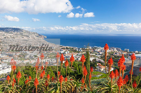 View over Funchal, capital city of Madeira, city and harbour with red Kranz aloe flowers (Aloe arborescens), Madeira, Portugal, Atlantic, Europe