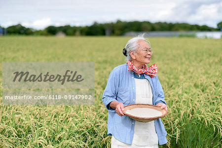 Smiling elderly woman with grey hair standing in a rice field, holding bowl with freshly harvested rice grains.