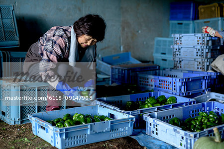 Woman with black hair wearing checkered shirt sitting on blue plastic crate, sorting freshly picked green peppers.