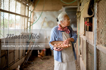 Elderly woman with grey hair standing in a chicken house, holding basket, collecting fresh eggs.