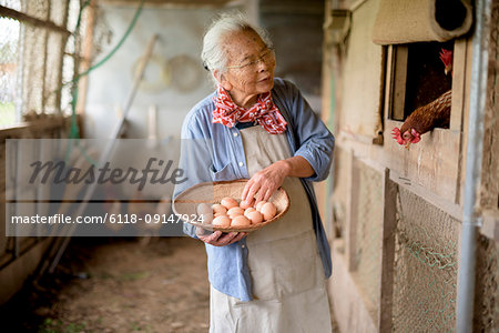 Elderly woman with grey hair standing in a chicken house, holding basket, collecting fresh eggs.