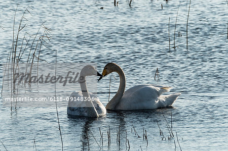 Two white swans in between reeds on a lake, facing each other.