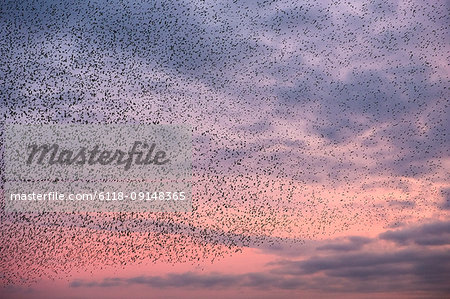 A murmuration of starlings, a spectacular aerobatic display of a large number of birds in flight at dusk over the countryside.