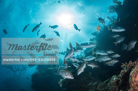 Underwater shot of red snapper shoal gathering to mate, Quintana Roo, Mexico