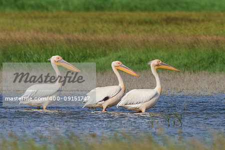 white pelicans (pelecanus onocrotalus). Danube Delta, Romania