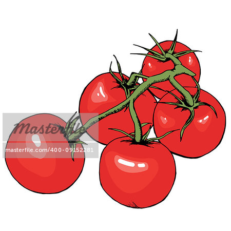 Tomato vector drawing. Isolated tomatoes on branch. Vegetable artistic style illustration. Detailed vegetarian food sketch. Farm market product. Great for label, banner, poster. EPS 10