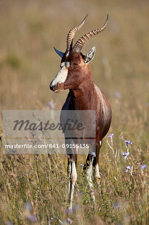 Blesbok (Damaliscus pygargus phillipsi), male, Mountain Zebra National Park, South Africa, Africa