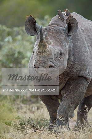 Black Rhinoceros (Hook-lipped Rhinoceros) (Diceros bicornis), Kruger National Park, South Africa, Africa