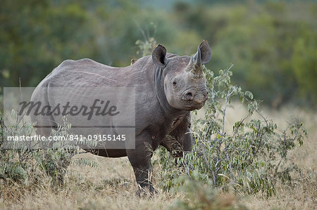 Black Rhinoceros (Hook-lipped Rhinoceros) (Diceros bicornis), Kruger National Park, South Africa, Africa Black Rhinoceros (Hook-lipped Rhinoceros) (Diceros bicornis), Kruger National Park, South Africa, Africa