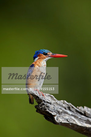 Malachite Kingfisher (Alcedo cristata), Kruger National Park, South Africa, Africa Malachite Kingfisher (Alcedo cristata), Kruger National Park, South Africa, Africa