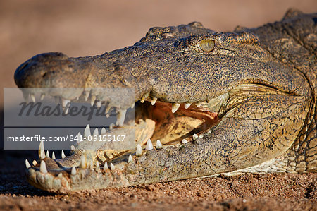 Nile Crocodile (Crocodylus niloticus), Kruger National Park, South Africa, Africa