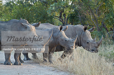 Three White Rhinoceros (Ceratotherium simum), Kruger National Park, South Africa, Africa