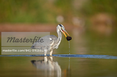 Gray Heron (Grey Heron) (Ardea cinerea) with potential food, Kruger National Park, South Africa, Africa