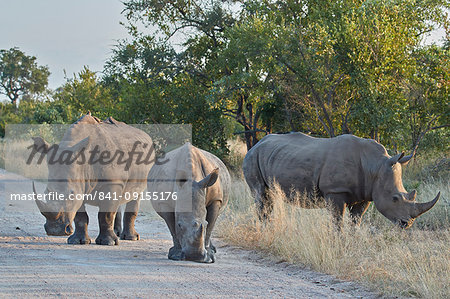 Three White Rhinoceros (Ceratotherium simum), Kruger National Park, South Africa, Africa