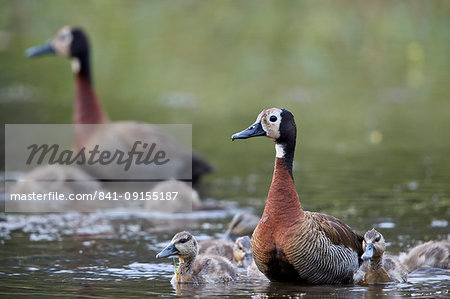 White-faced Whistling Duck (Dendrocygna viduata) adults and ducklings, Kruger National Park, South Africa, Africa